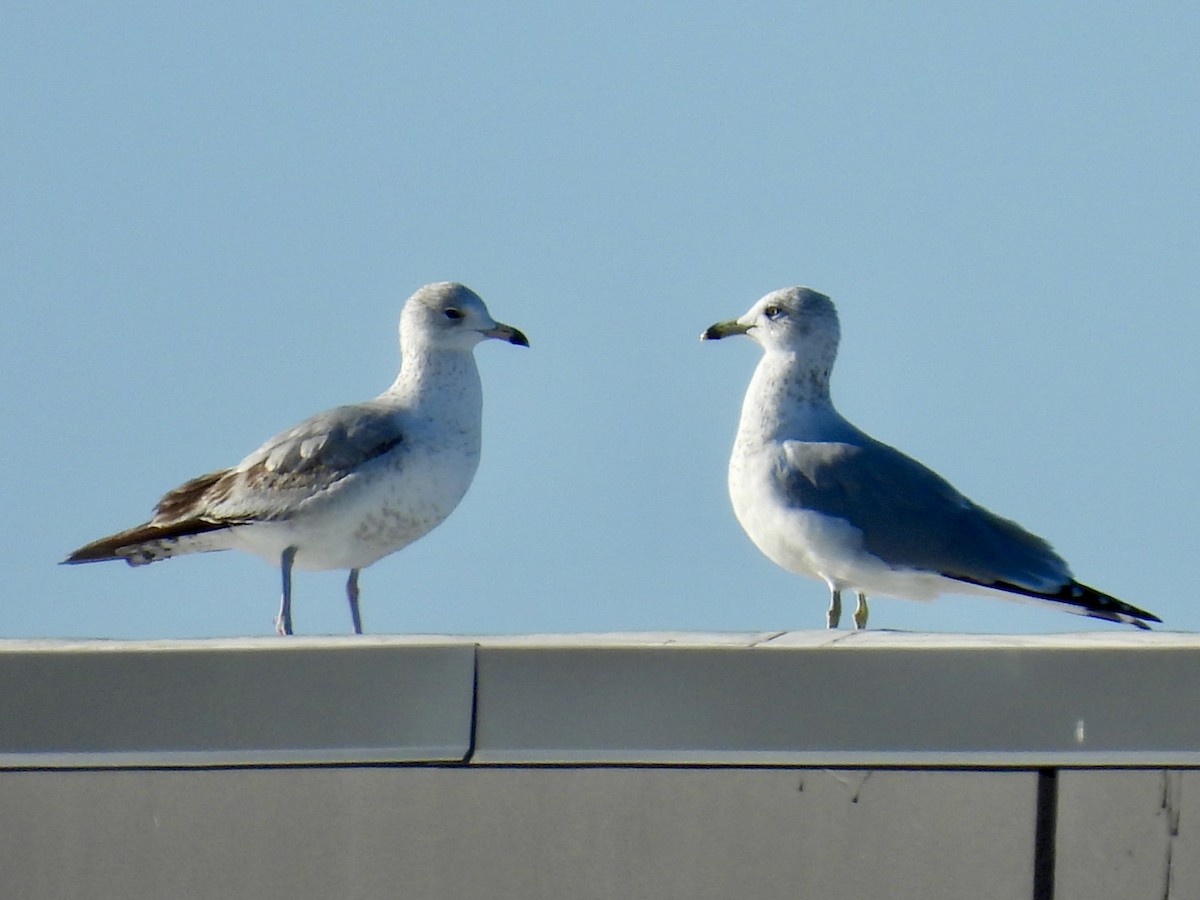 クロワカモメ - ML647705138