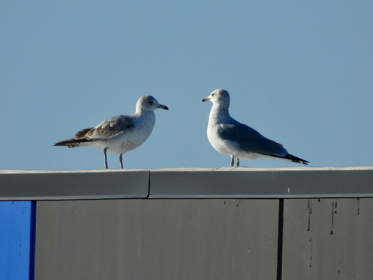 クロワカモメ - ML647705139