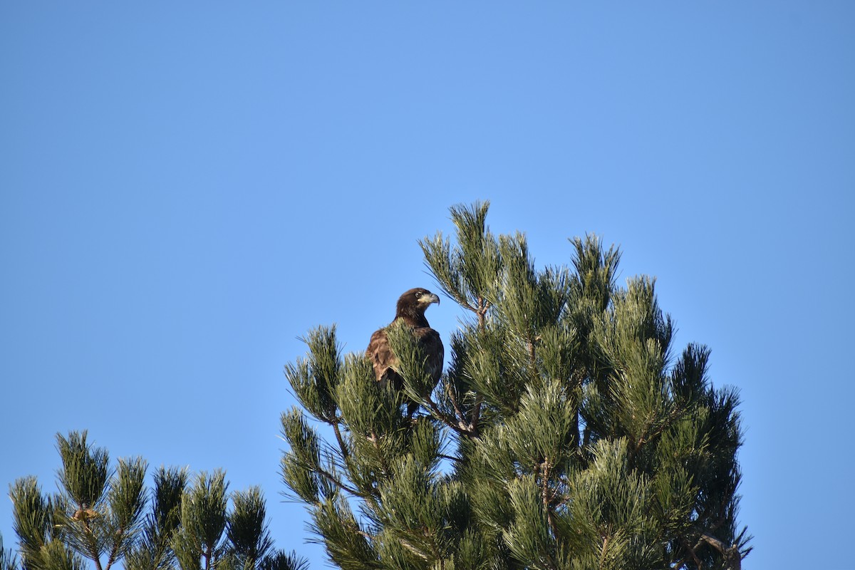 ハクトウワシ - ML647705140