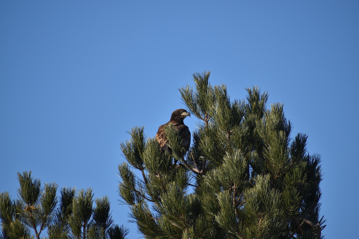 ハクトウワシ - ML647705141