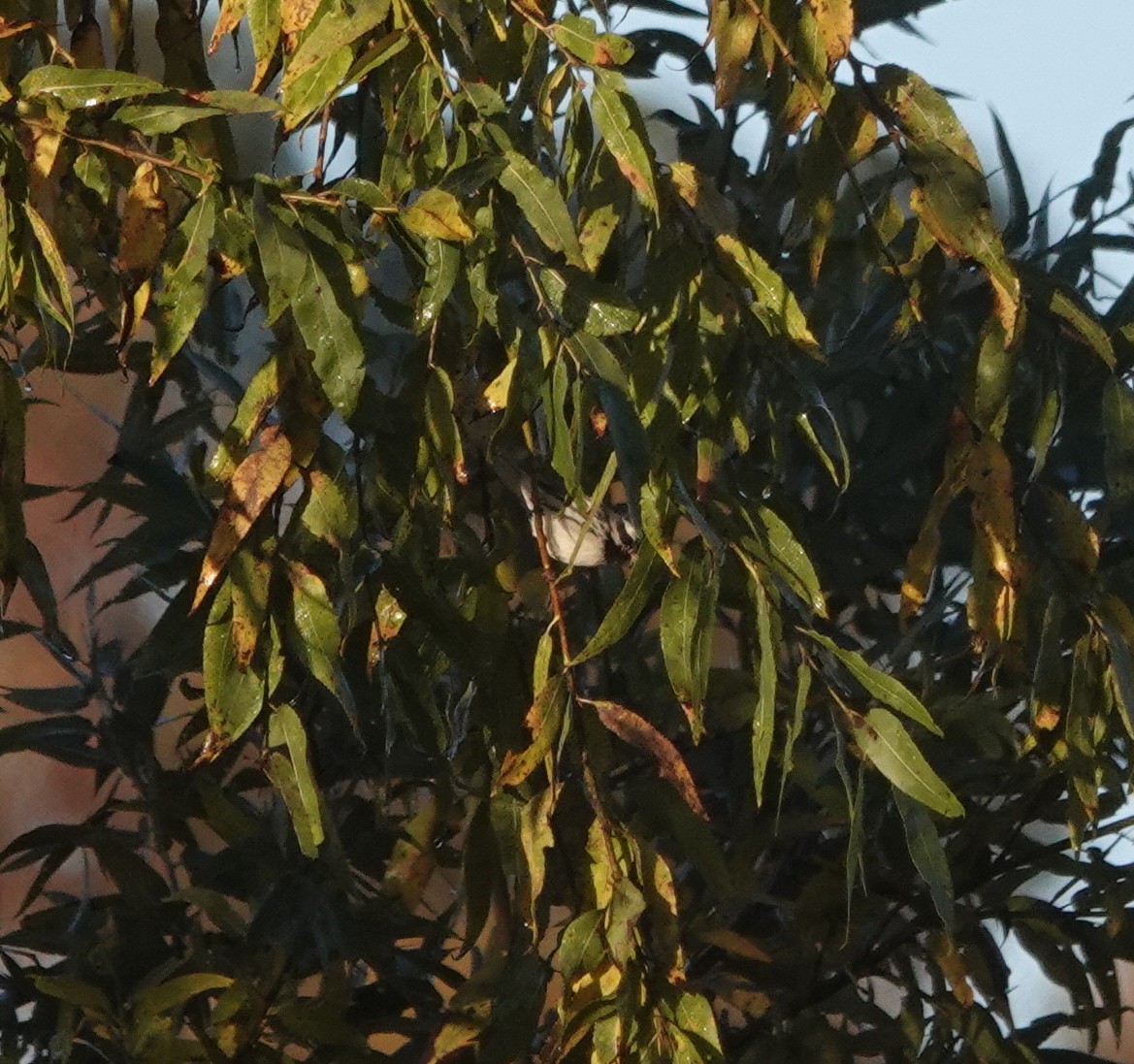 ノドグロハイアメリカムシクイ - ML647705142