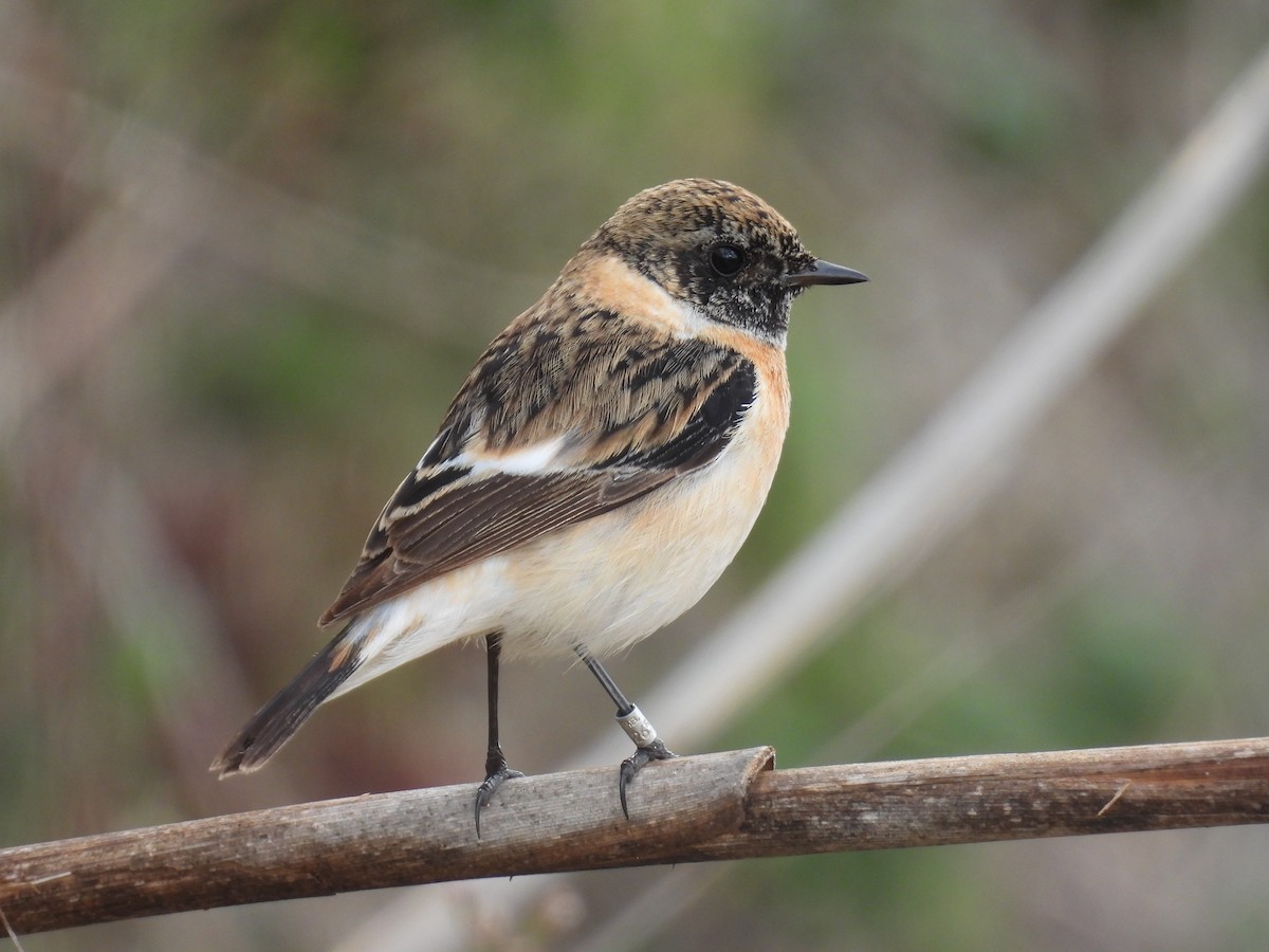 シベリアノビタキ - ML647705143