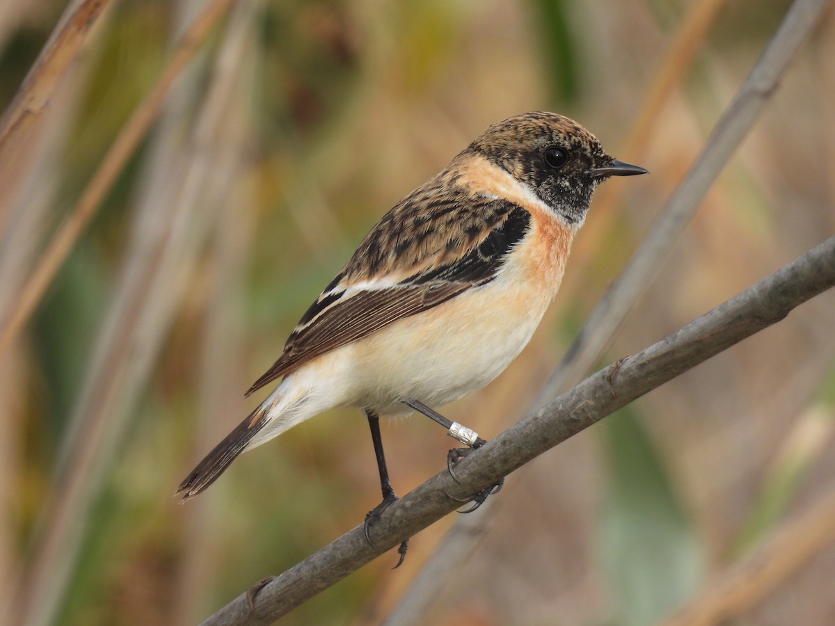 シベリアノビタキ - ML647705144