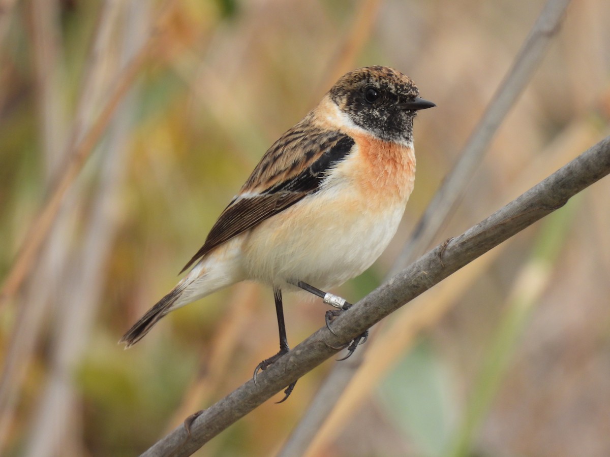 シベリアノビタキ - ML647705145