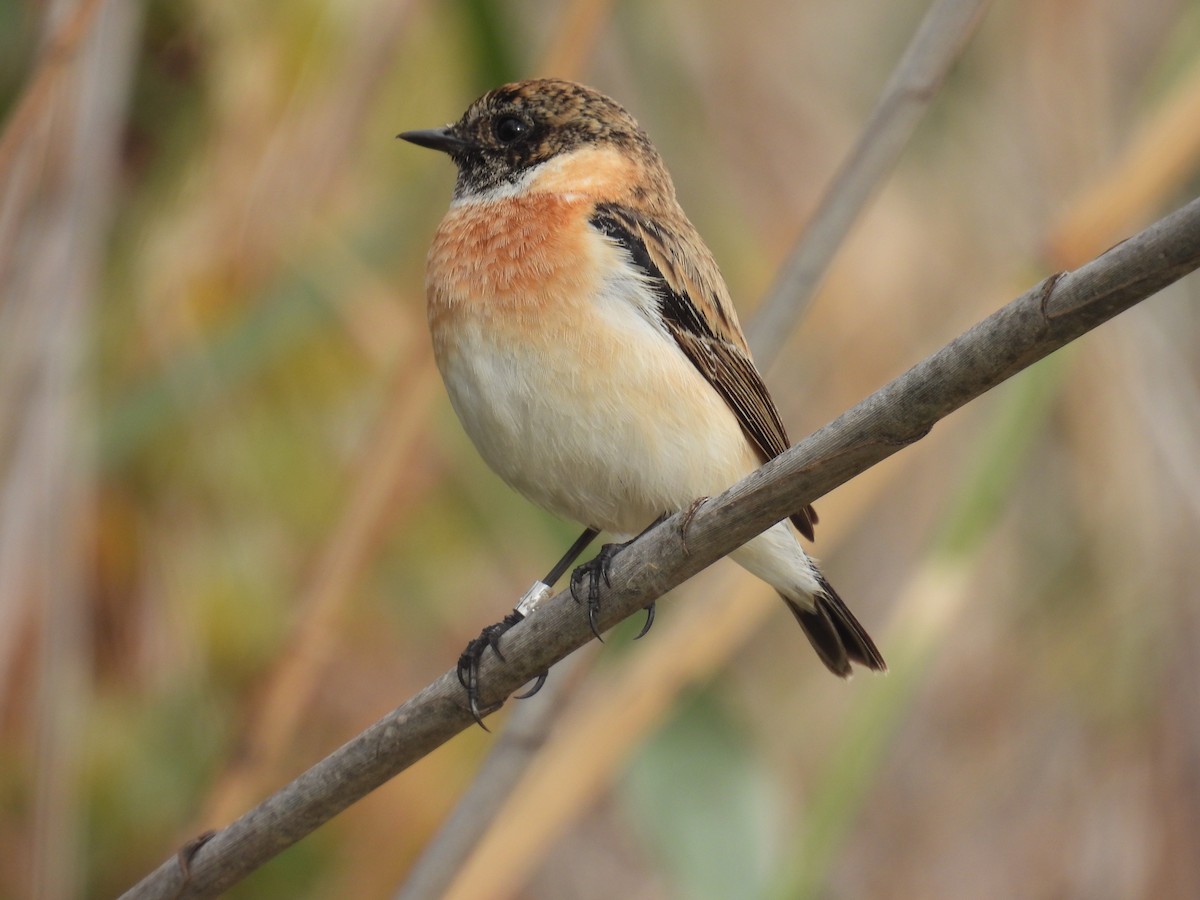 シベリアノビタキ - ML647705146