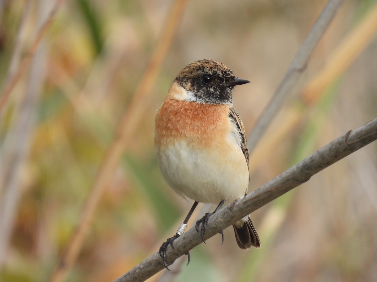 シベリアノビタキ - ML647705147