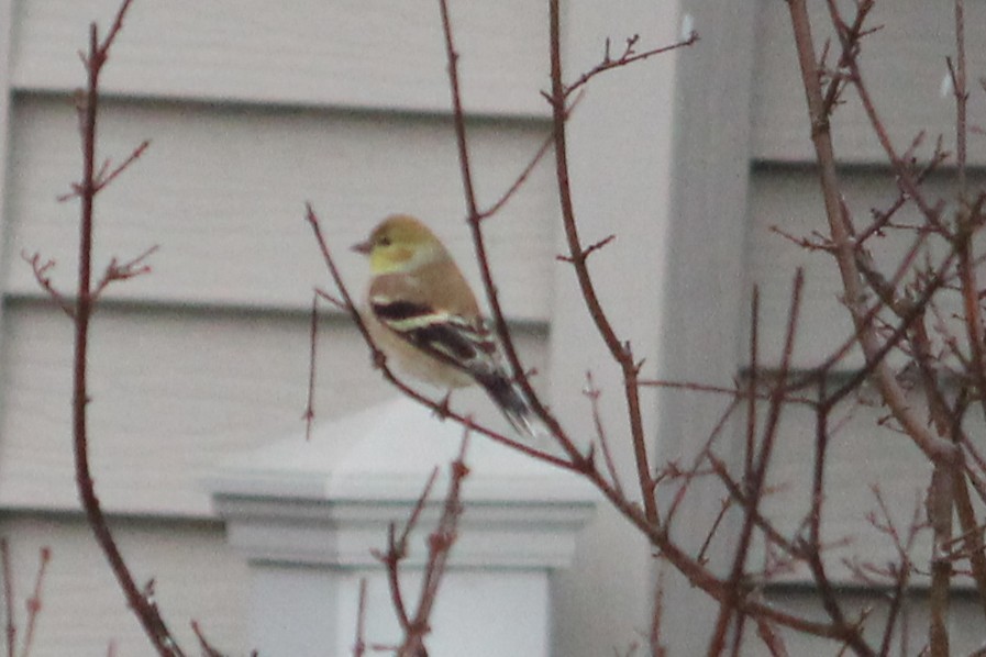 オウゴンヒワ - ML647705148