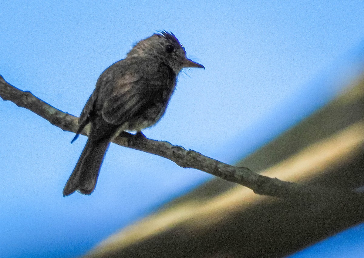 Southern Tropical Pewee - ML647705149