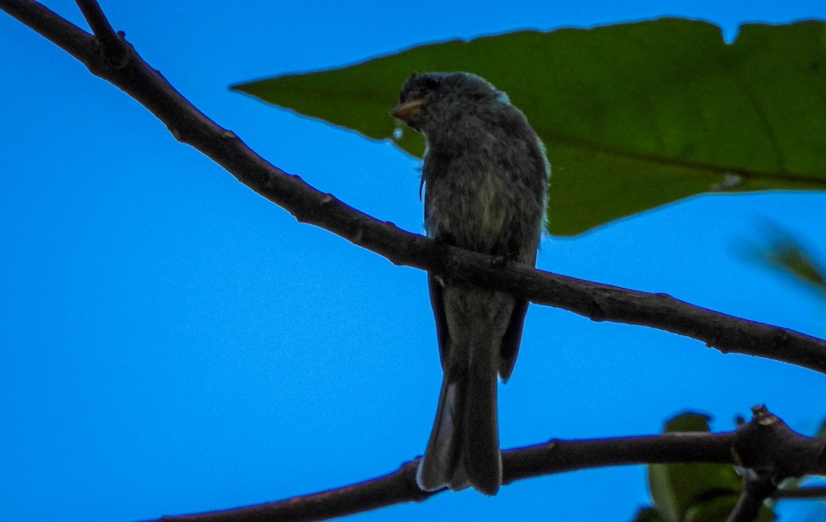 Southern Tropical Pewee - ML647705151