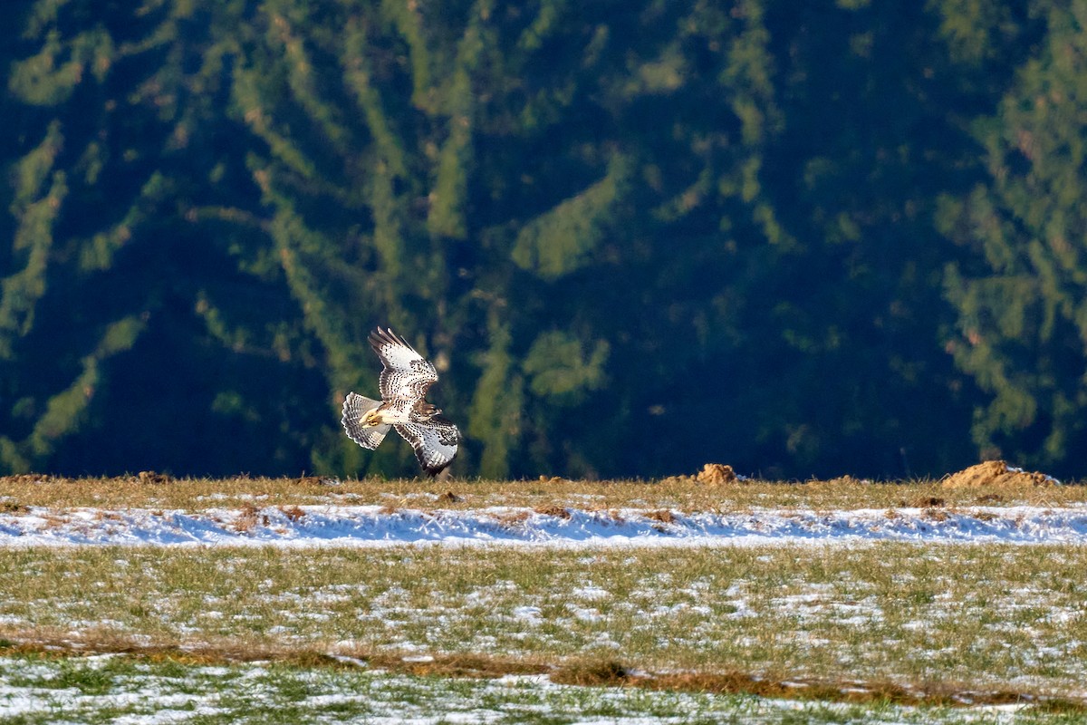 ヨーロッパノスリ - ML647705152