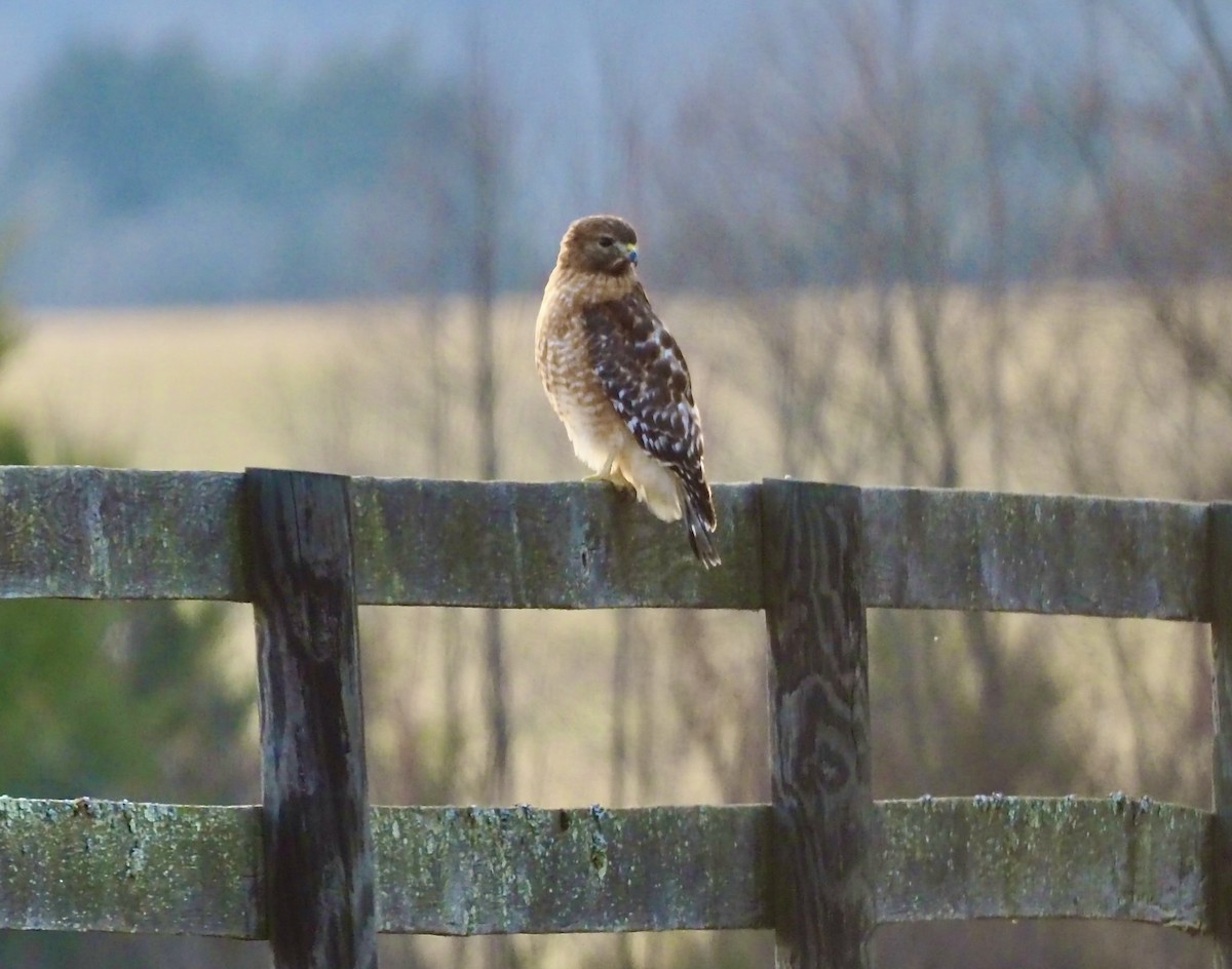 カタアカノスリ - ML647705153