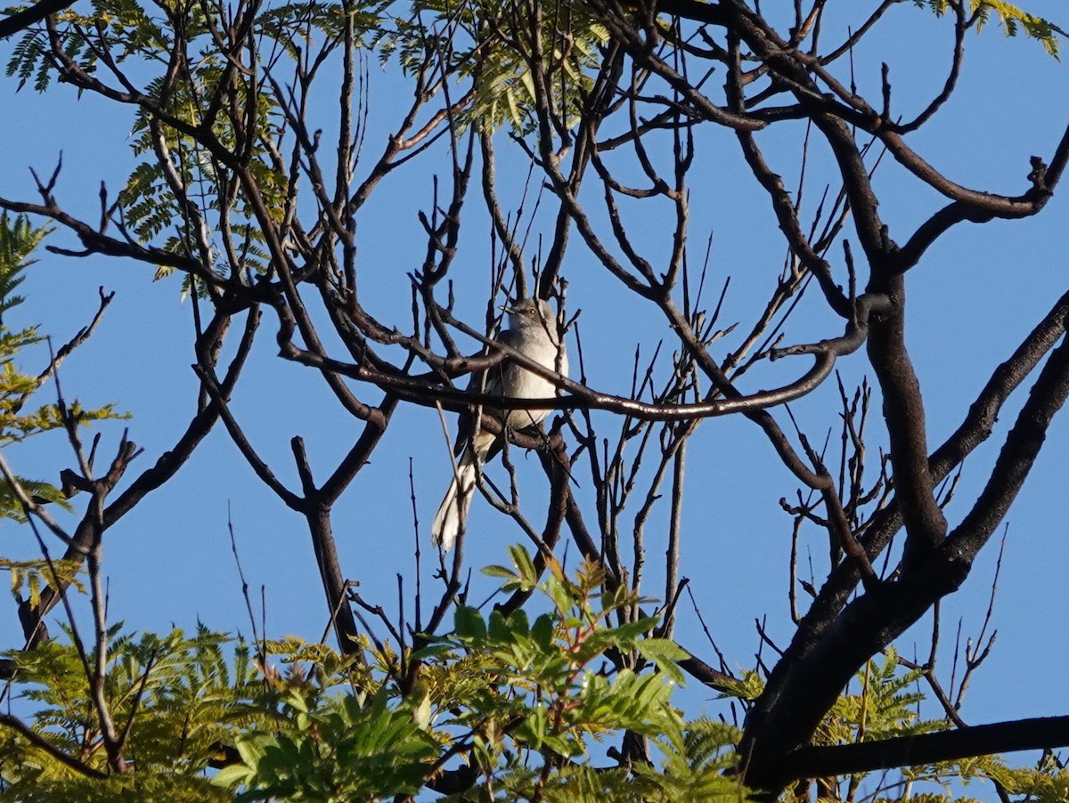 マネシツグミ - ML647705154