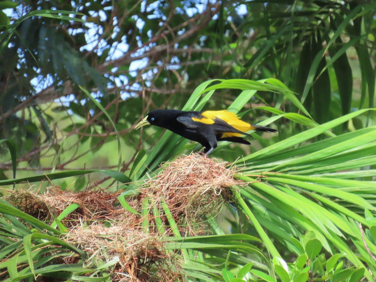 キゴシツリスドリ（cela） - ML647705155