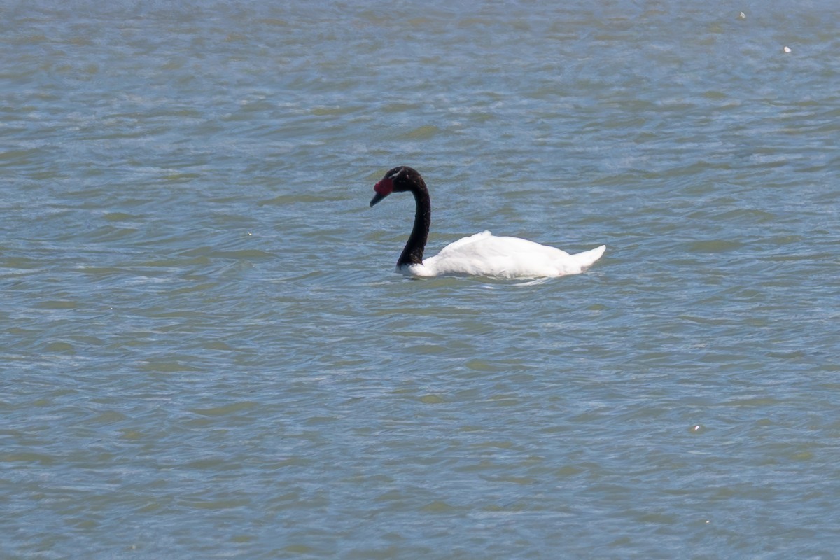 クロエリハクチョウ - ML647705158