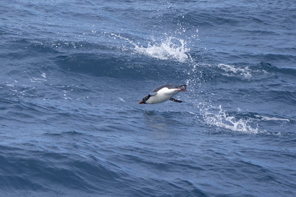 マカロニペンギン - ML647705160