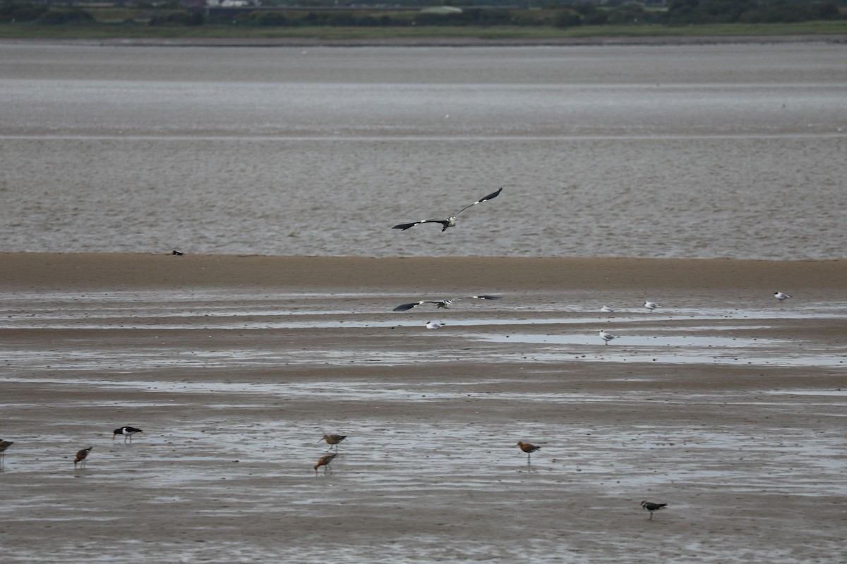 アオサギ - ML647705161