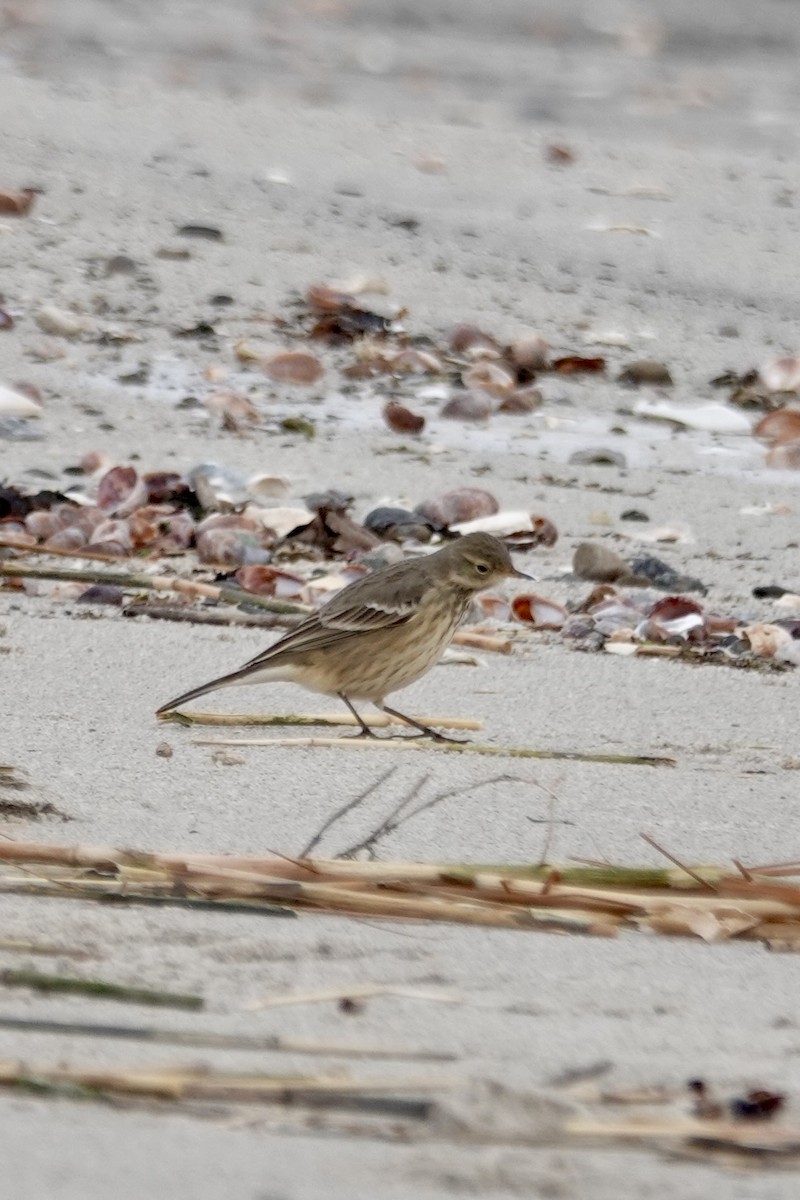 アメリカタヒバリ - ML647705162