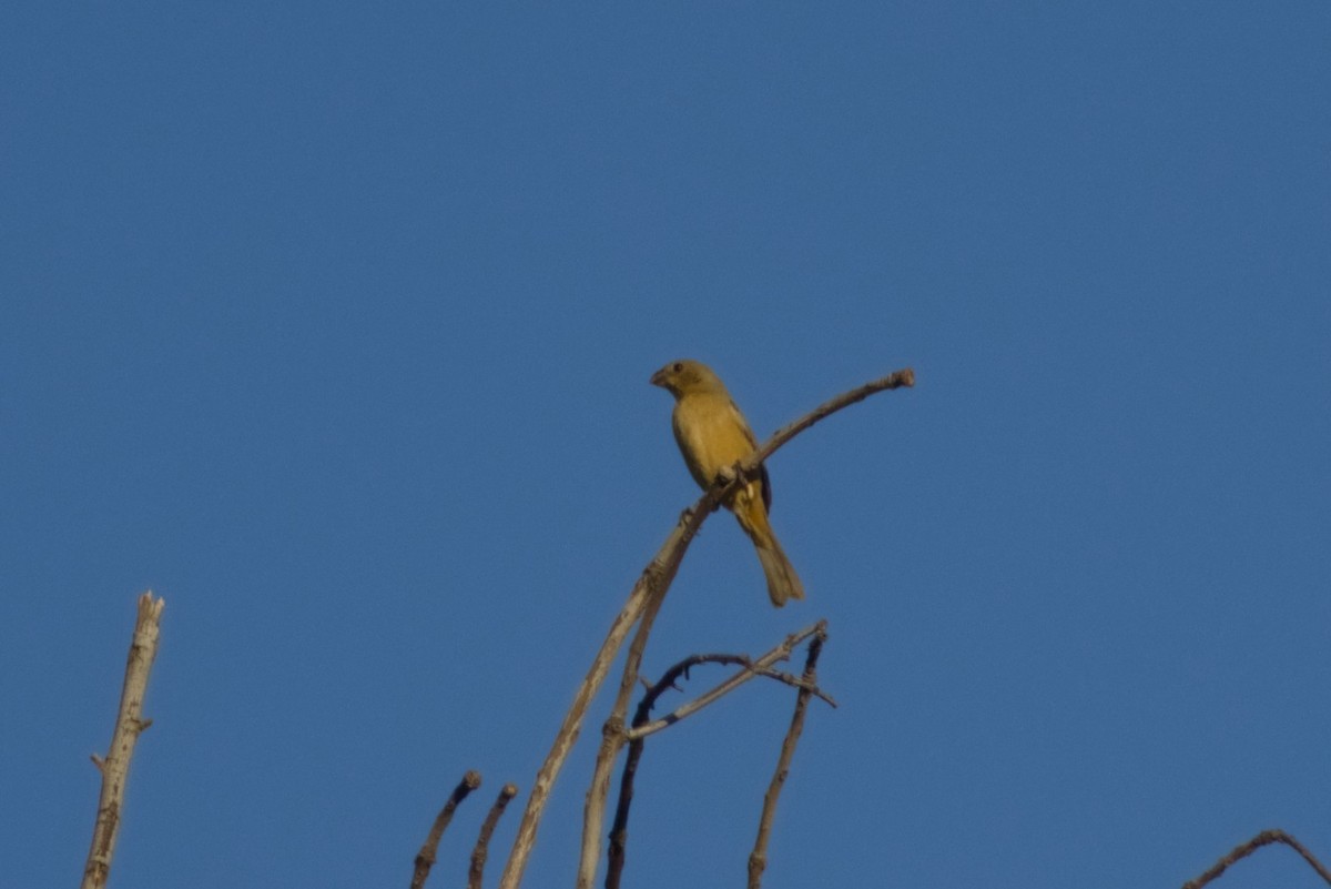 セアカシロエリヒメウソ - ML647705164