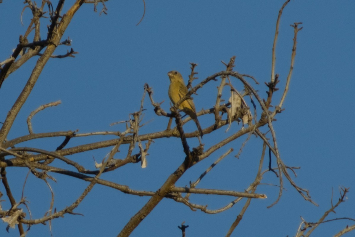 セアカシロエリヒメウソ - ML647705165