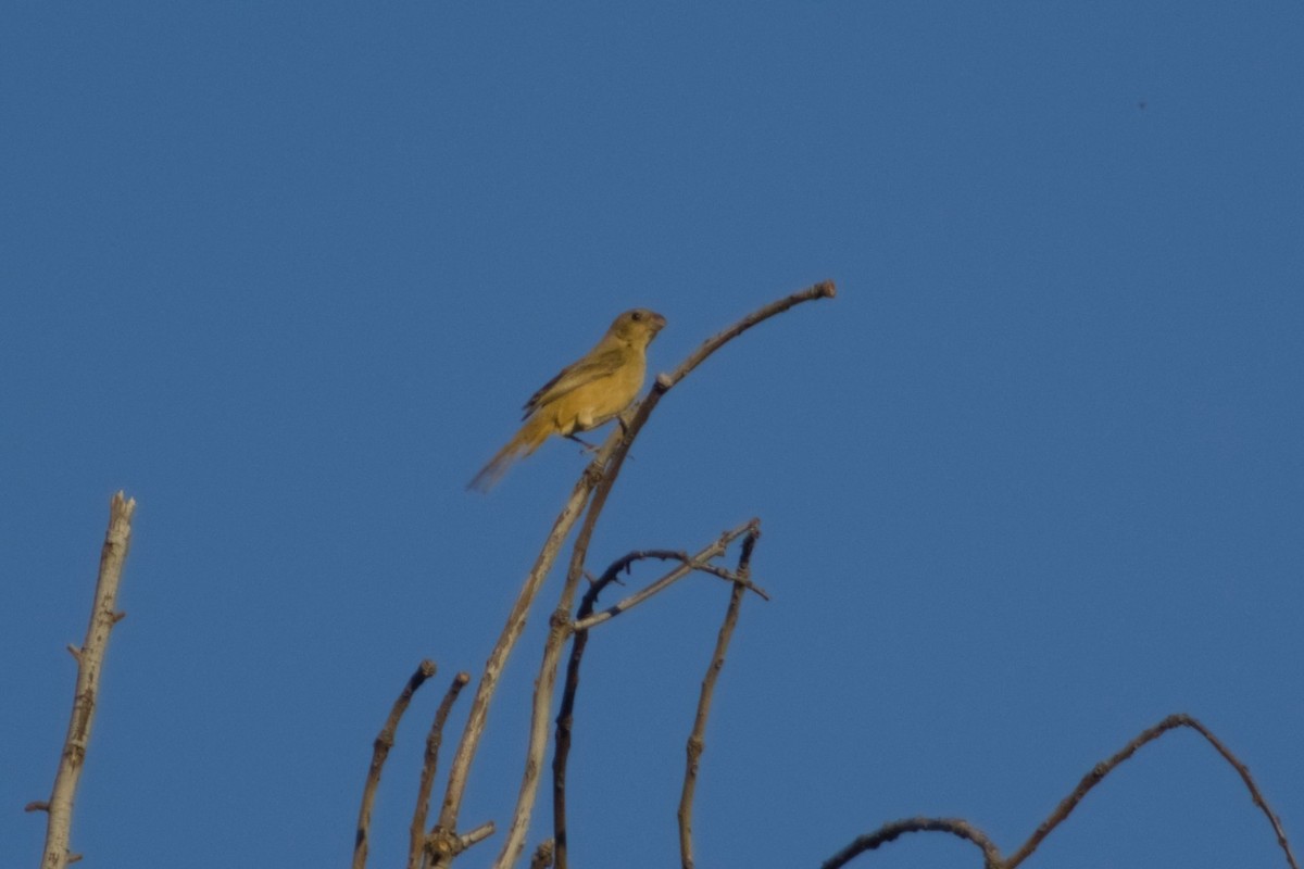 セアカシロエリヒメウソ - ML647705166