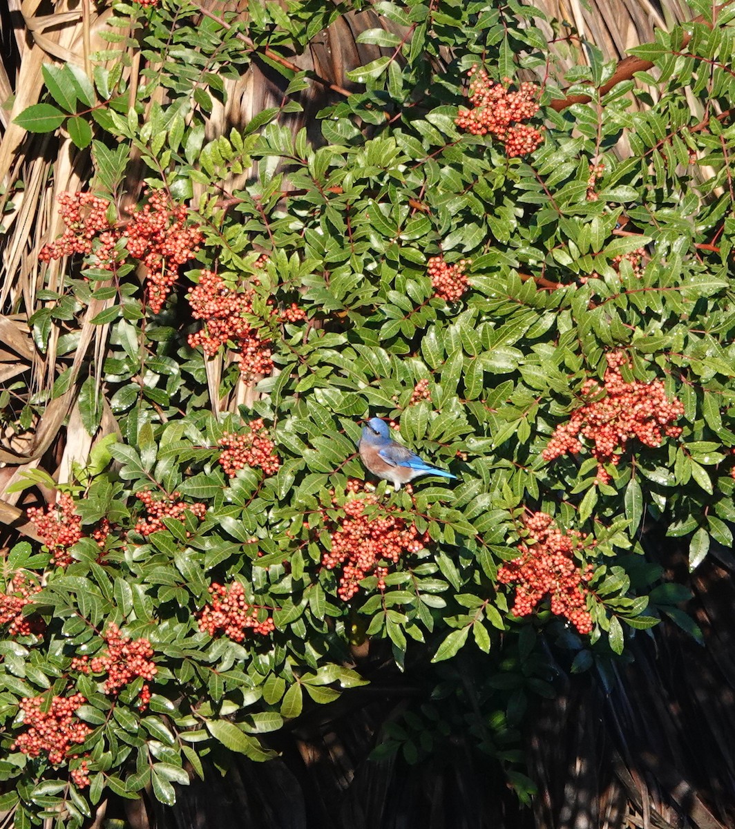 チャカタルリツグミ - ML647705169