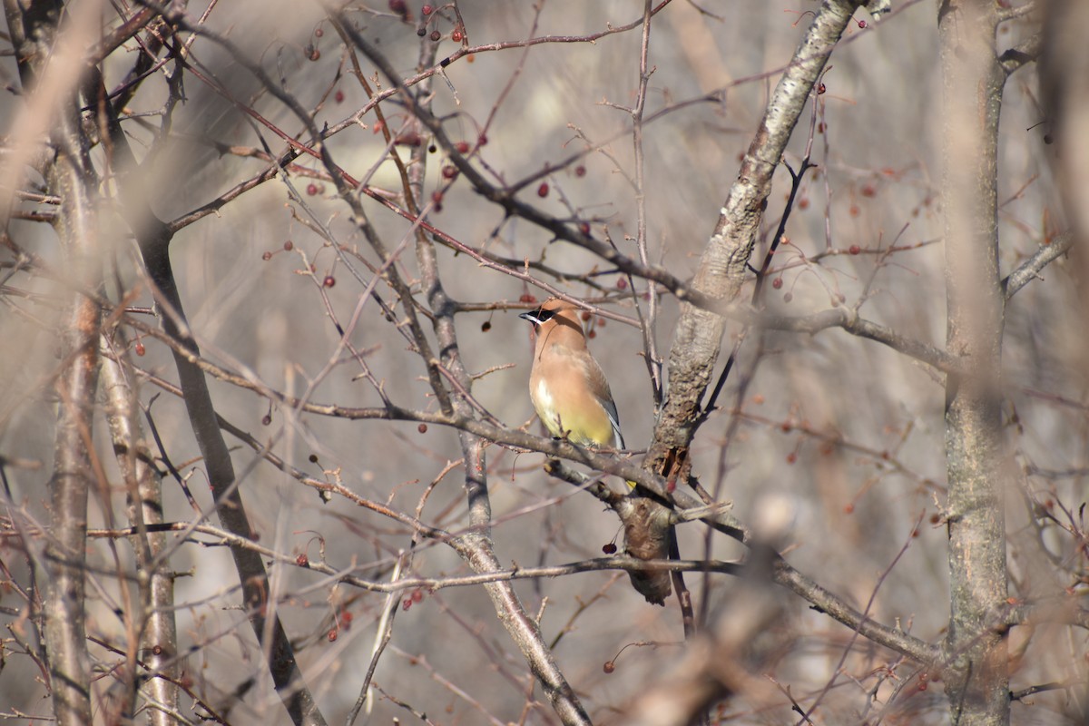 Cedar Waxwing - ML647705179
