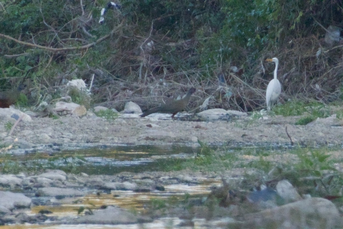 Rufous-bellied Chachalaca - ML647705203