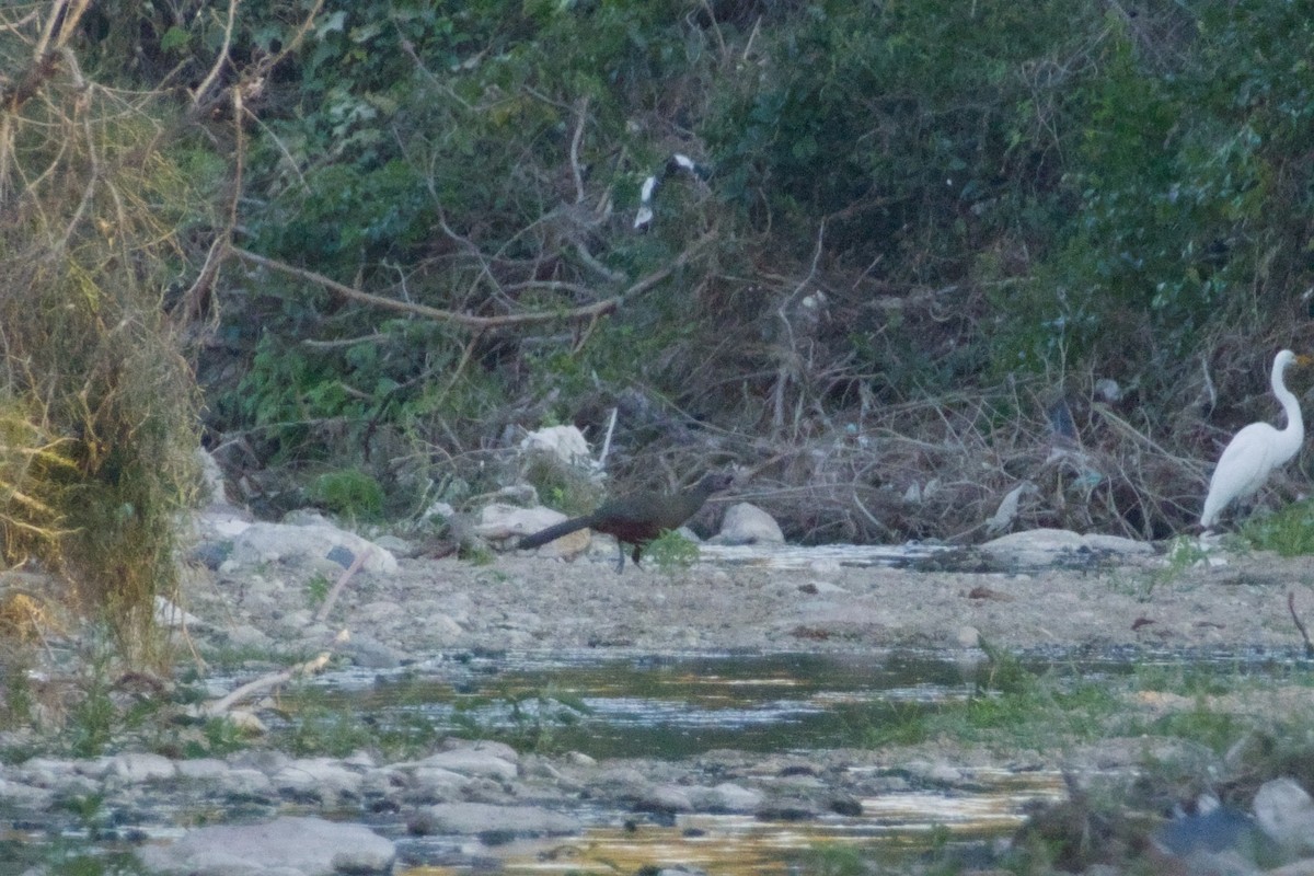 Rufous-bellied Chachalaca - ML647705204