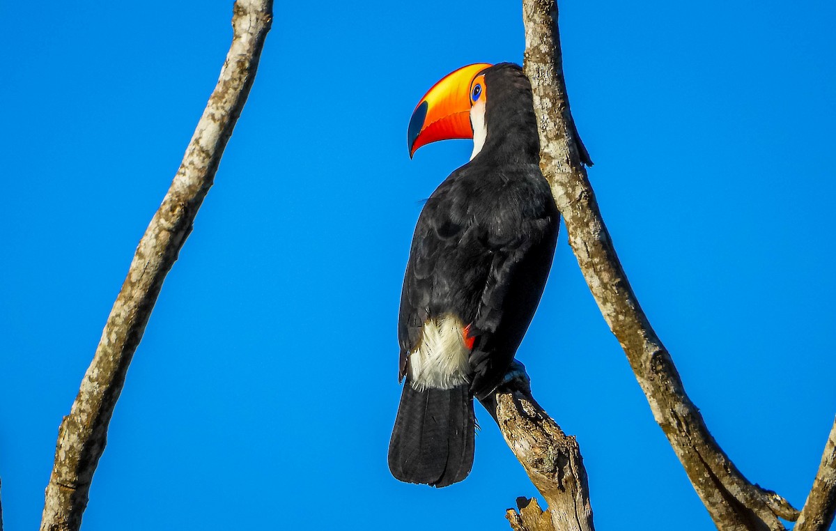 Toco Toucan - ML647705210