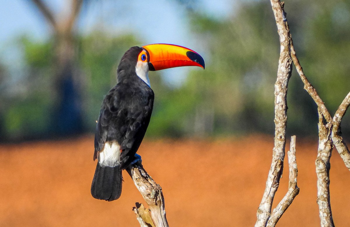 Toco Toucan - ML647705211