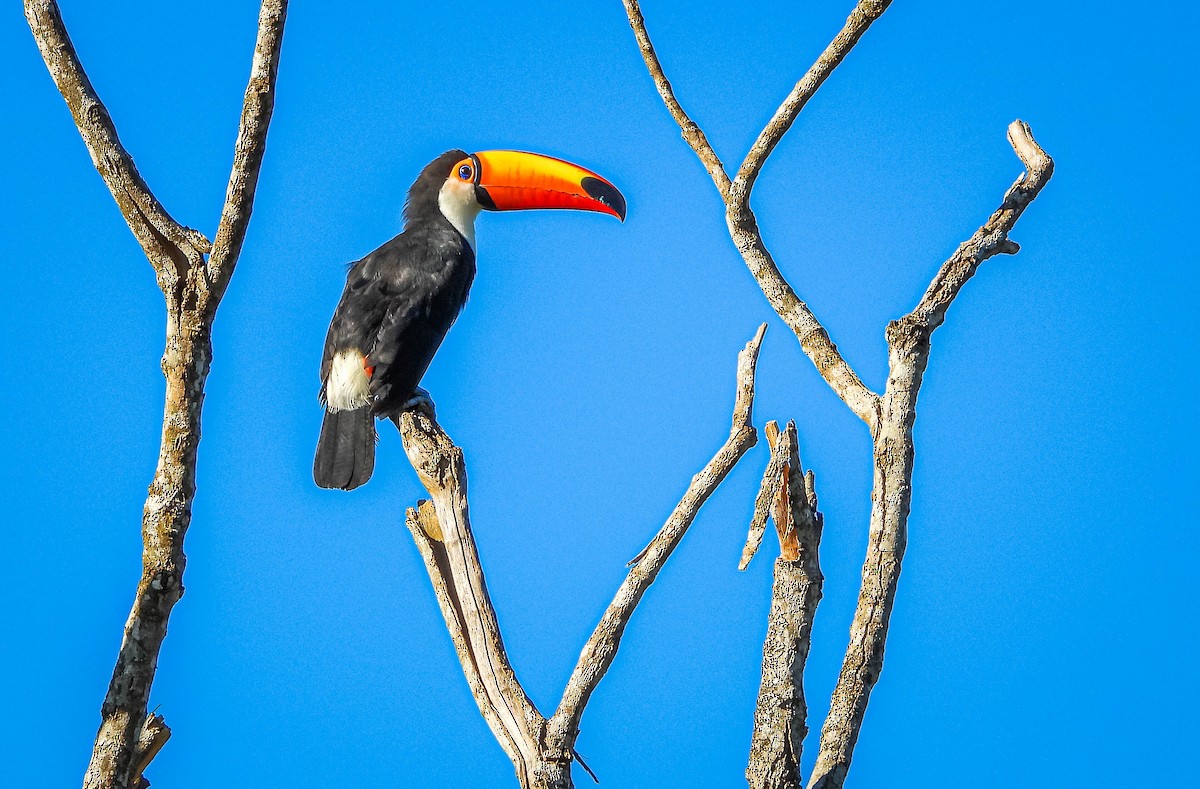 Toco Toucan - ML647705212
