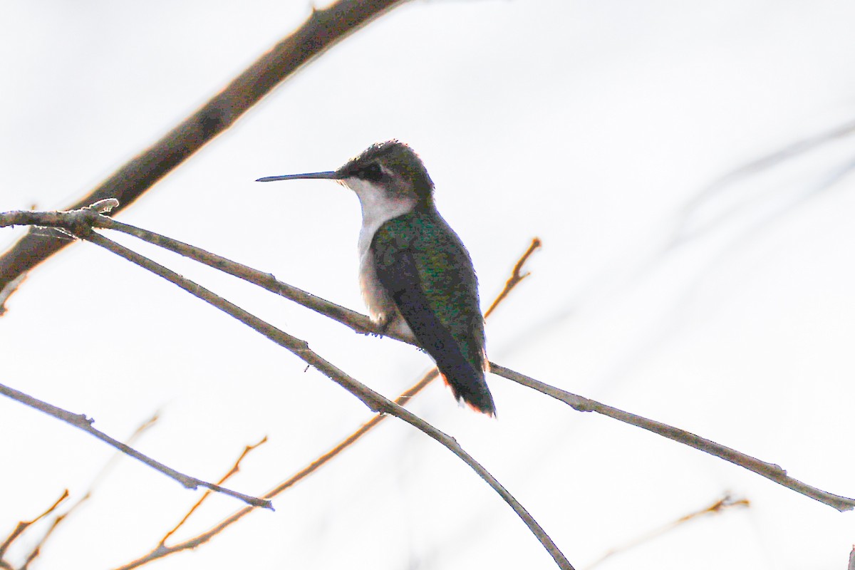 Ruby-throated Hummingbird - ML647705213