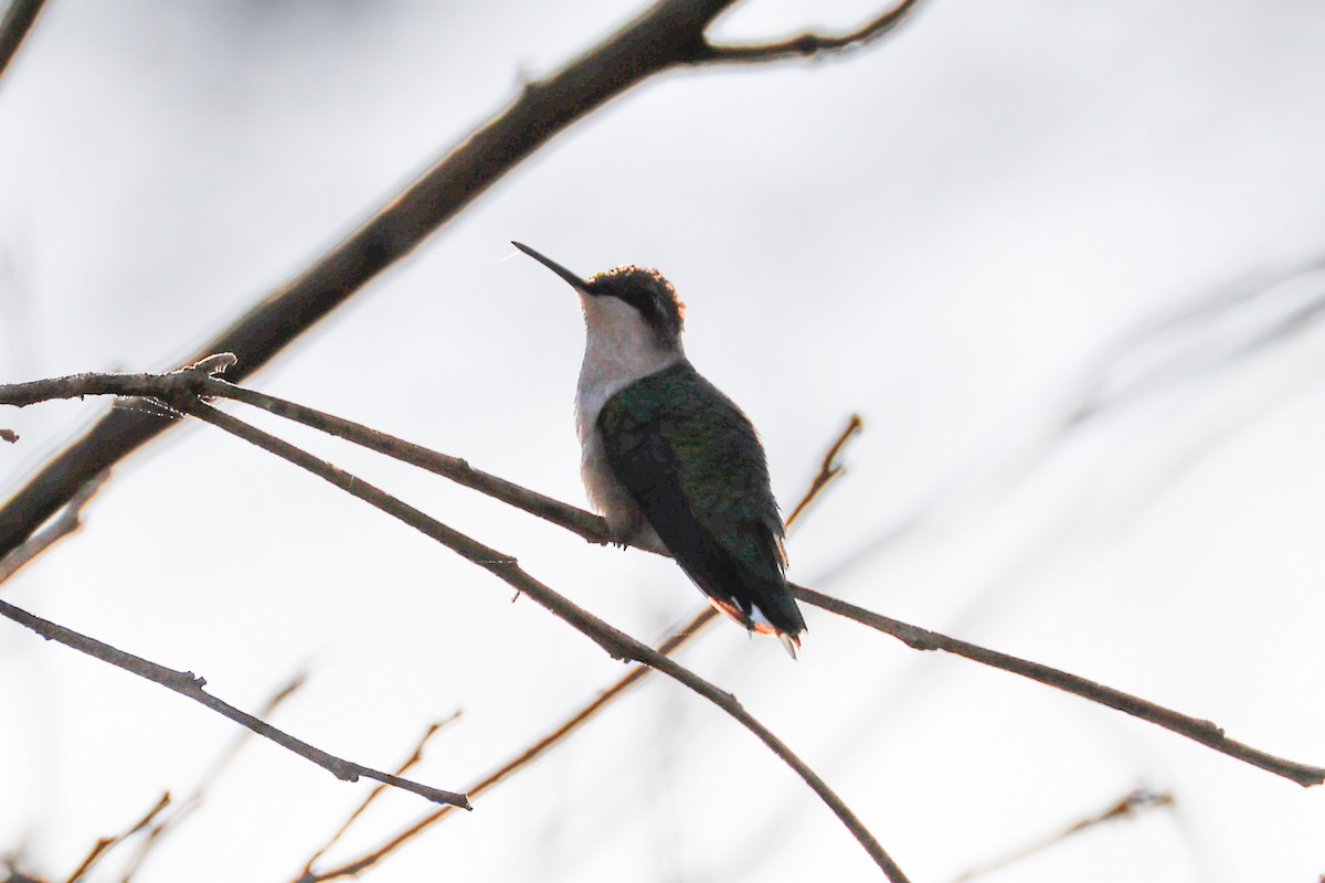 Ruby-throated Hummingbird - ML647705214