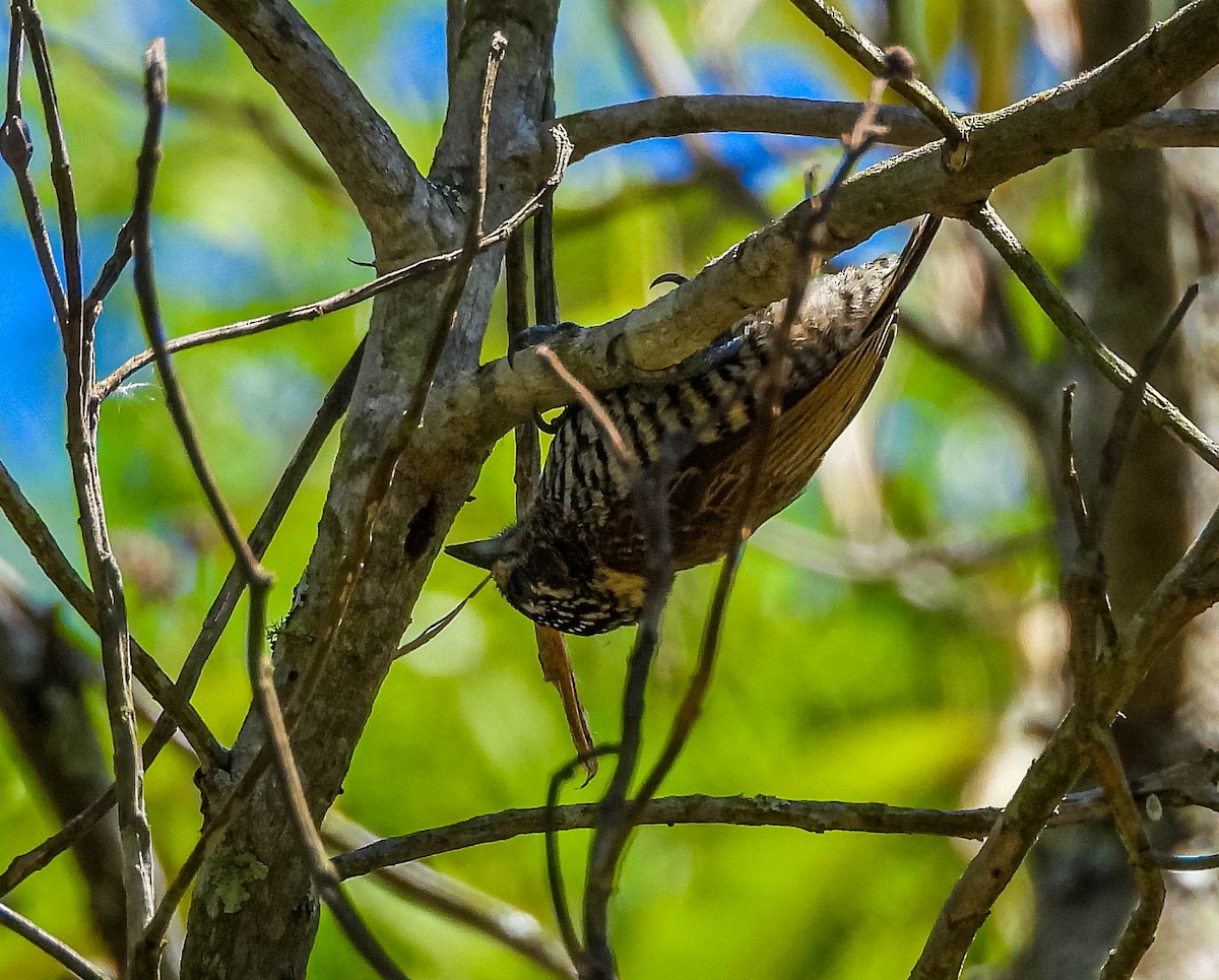 White-barred Piculet - ML647705220