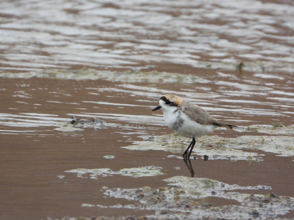 Пісочник степовий - ML647705228