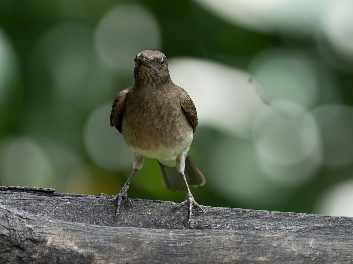 Black-billed Thrush - ML647705232