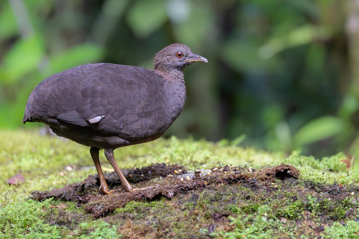 Cinereous Tinamou - ML647705245