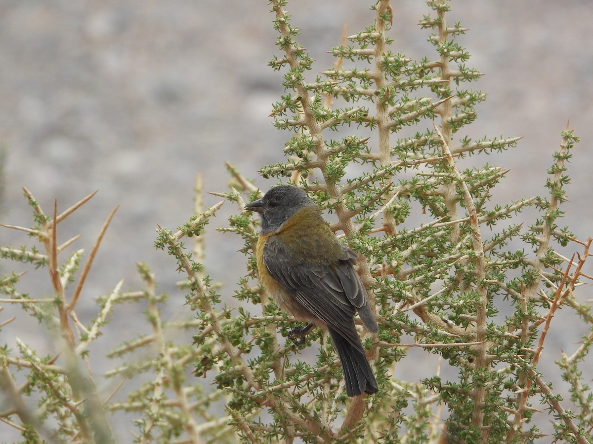 Gray-hooded Sierra Finch - ML647705253