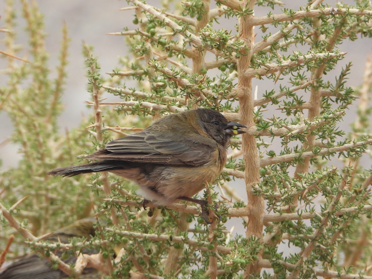 Gray-hooded Sierra Finch - ML647705254
