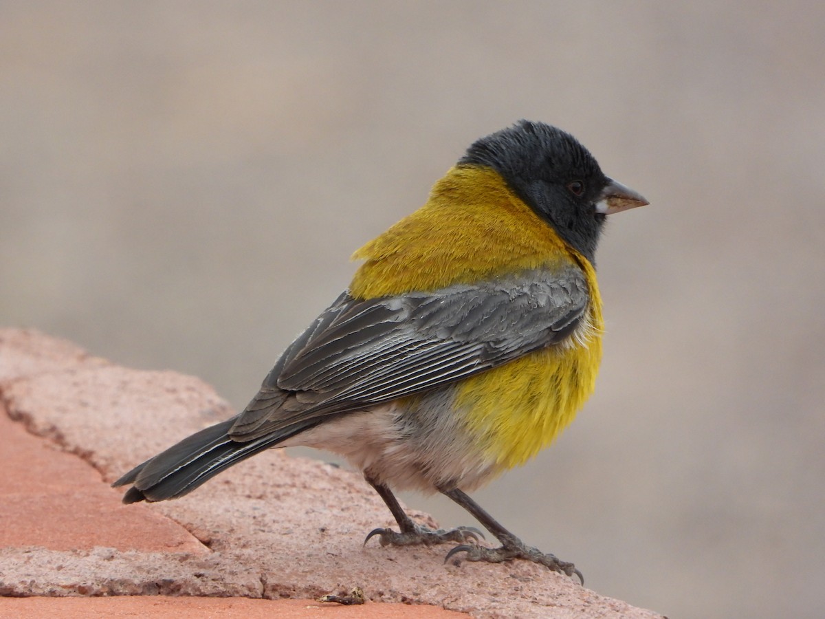 Gray-hooded Sierra Finch - ML647705255