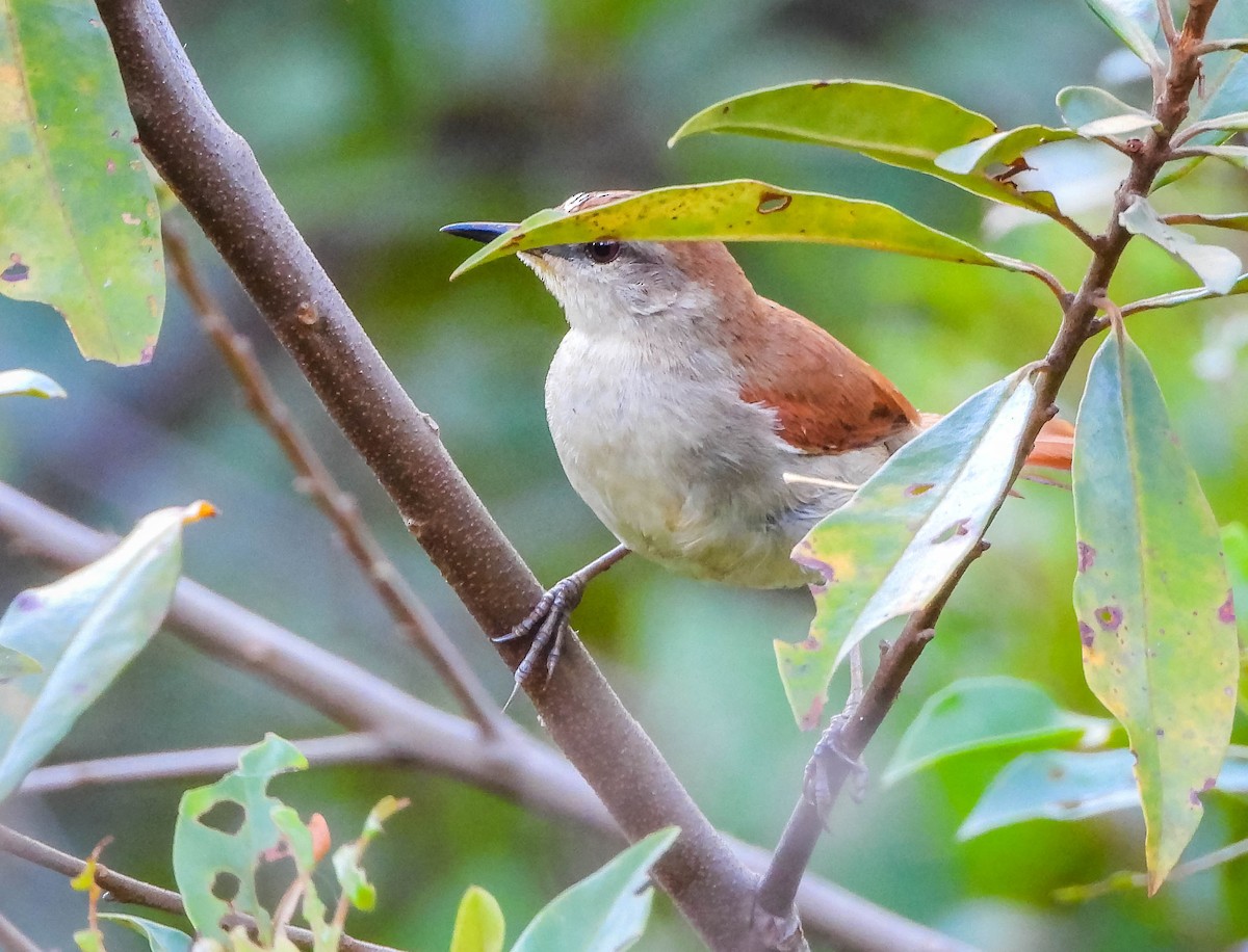 Gelbkinn-Riedschlüpfer - ML647705270