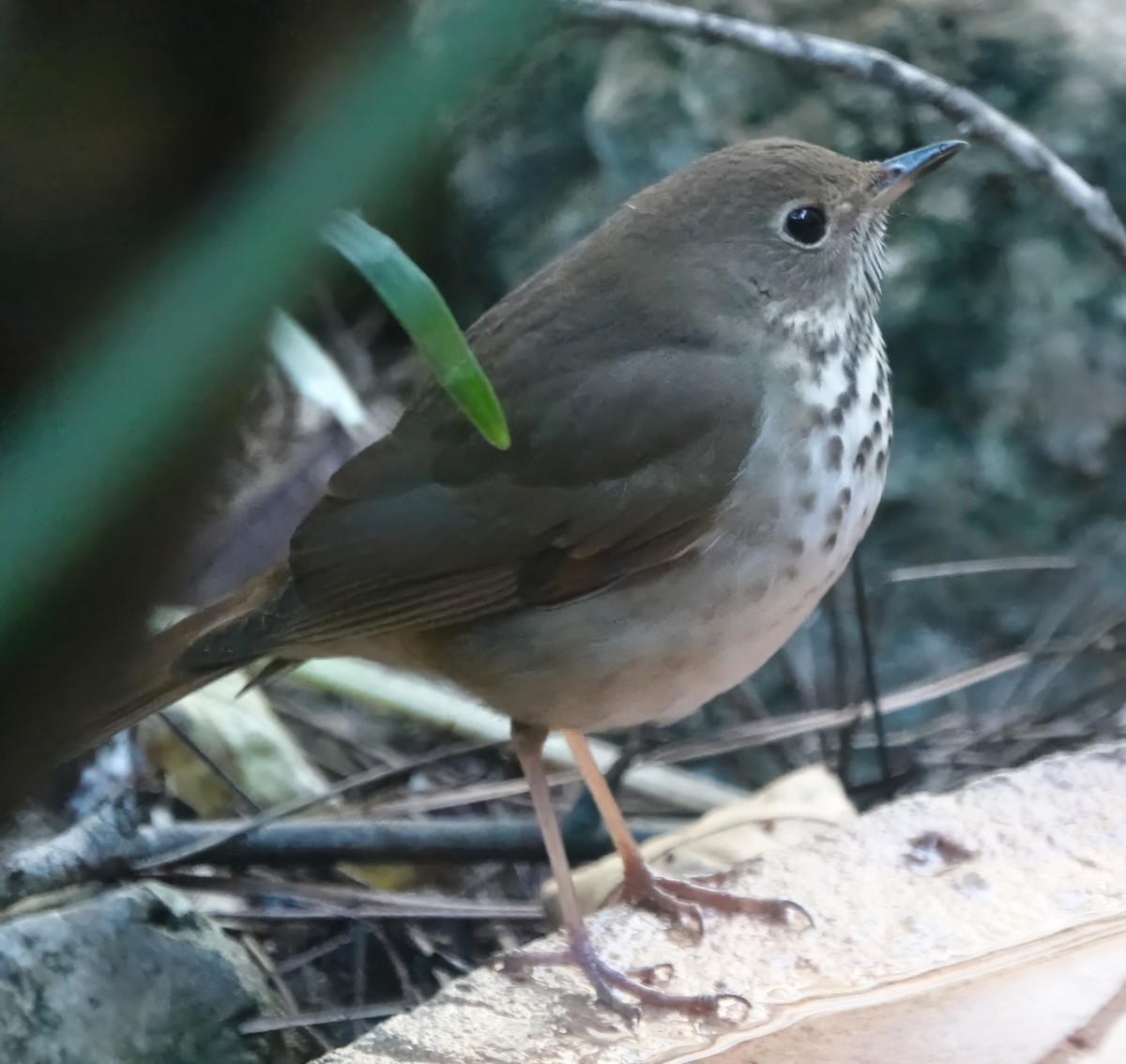 Einsiedler-Musendrossel - ML647705271