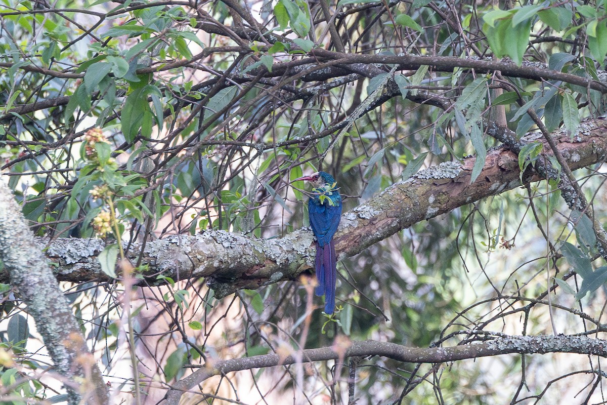 Weißmasken-Baumhopf (bollei/jacksoni) - ML647705273