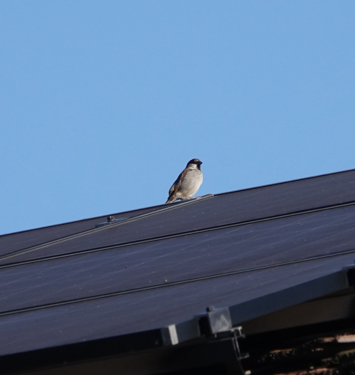 Haussperling - ML647705274