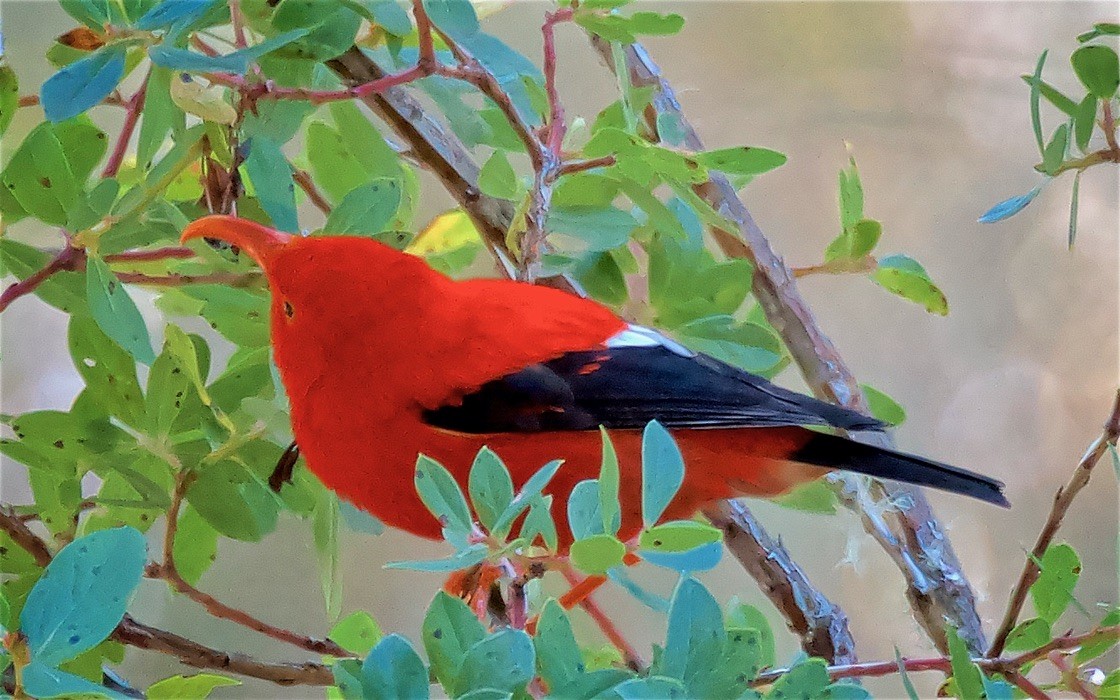 Iiwikleidervogel - ML647705276