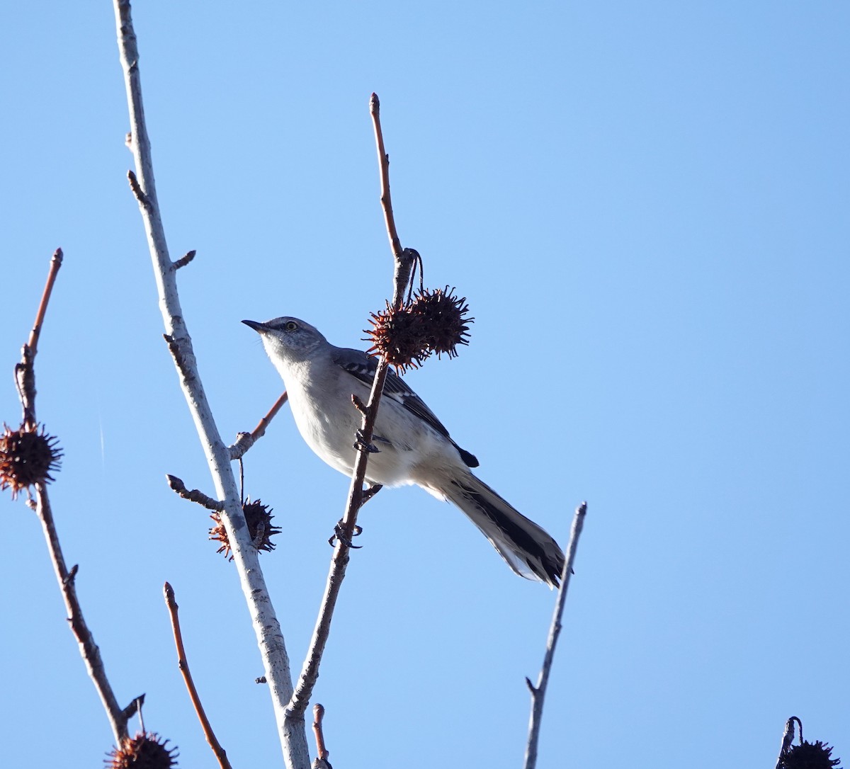 Gartenspottdrossel - ML647705277