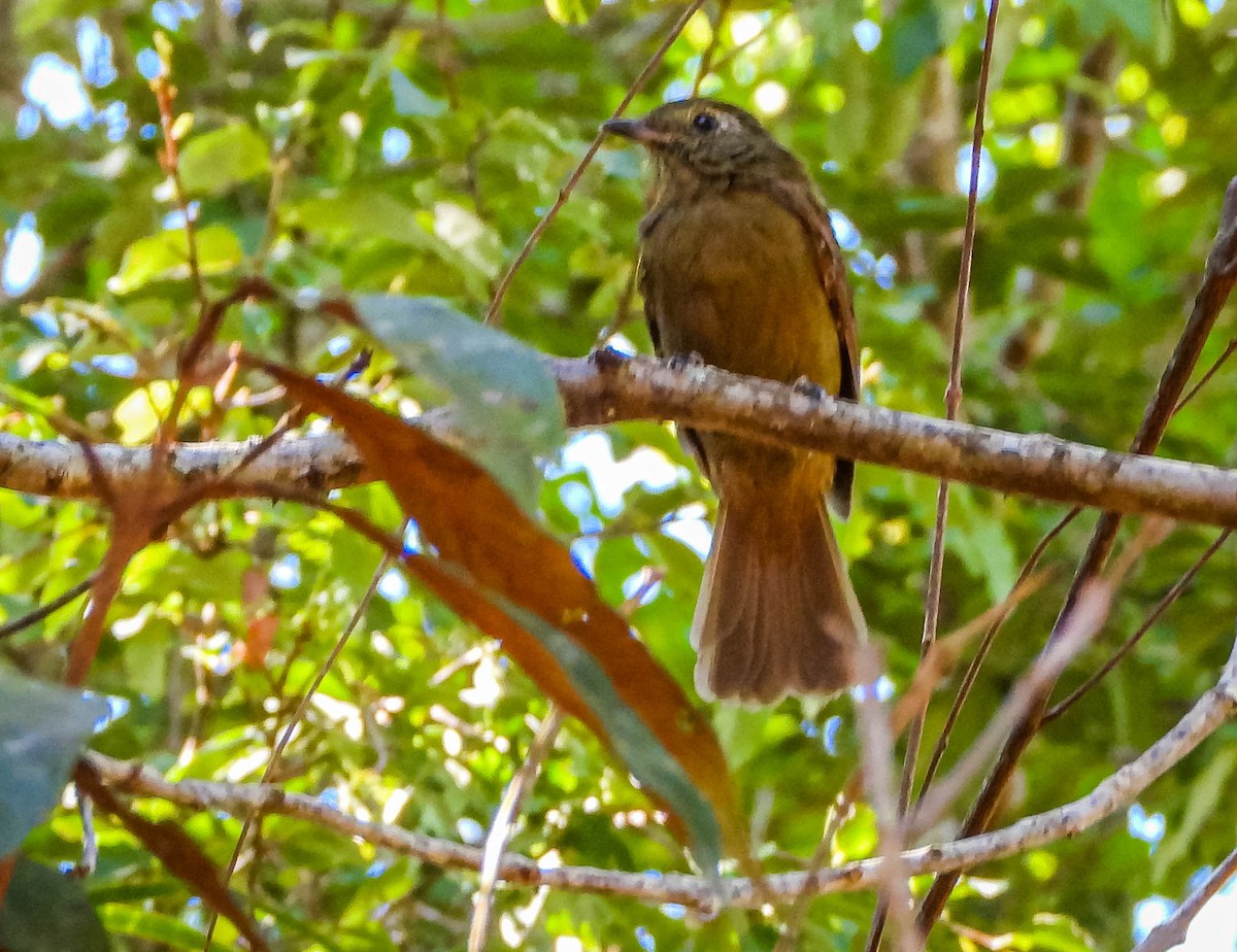 Olivbekarde - ML647705278