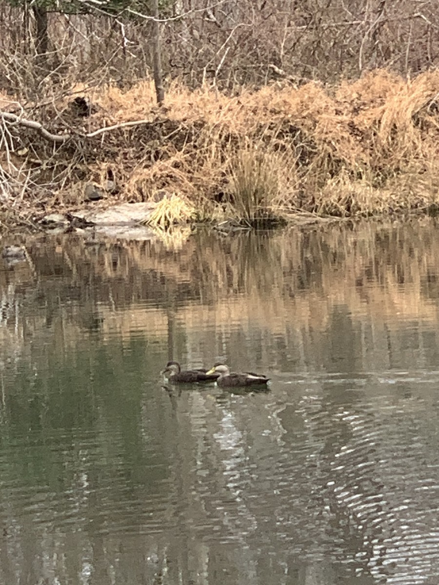 Dunkelente - ML647705279