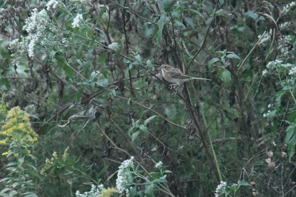 Fahlammer - ML647705280