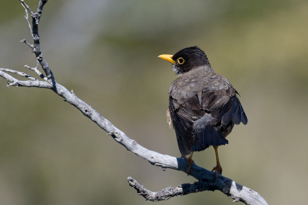 Magellandrossel (magellanicus/pembertoni) - ML647705282